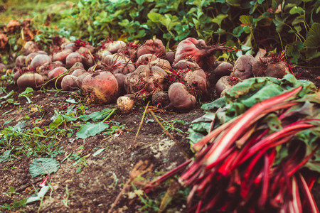Fresh beet crop lies on the groundの写真素材