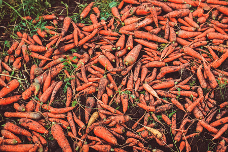 fresh crop of organic carrot on the groundの写真素材
