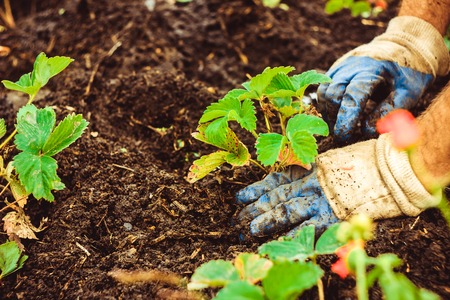 The hands of men plant seedlings in the soil, the concept of ecology.の写真素材