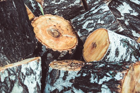 Pine logs on the ground lie a heapの写真素材