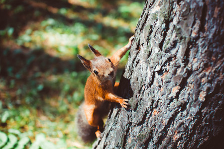 Curious cute American Red Squirrel, Tamiasciurus hudsonicus, climbing up a pine tree trunk