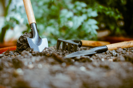 Little green sprout in the ground around a shovel, a rake.の写真素材