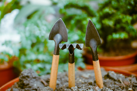 Little green sprout in the ground around a shovel, a rake.の写真素材