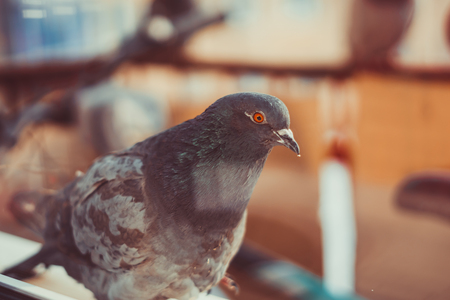 Curious fat pigeon looking at the windowの写真素材