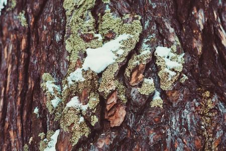 Texture - a bark of an old oakの写真素材