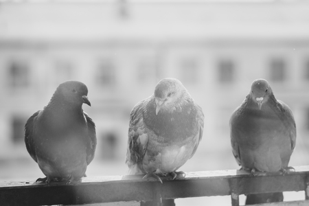 Curious fat pigeon looking at the windowの写真素材