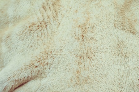 the fur from the fur texture closeupの写真素材