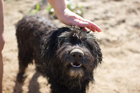 Male hand patting smiling black dog headの写真素材