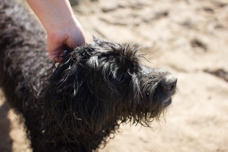 Male hand patting smiling black dog headの写真素材