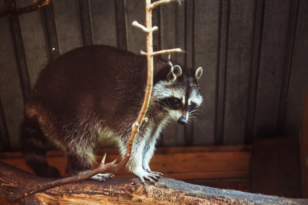 Raccoon on a tree in the reserve
