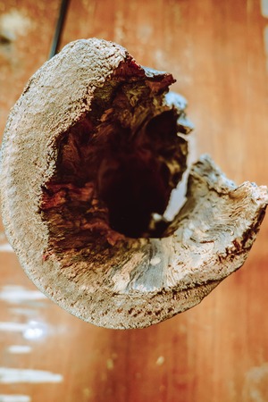 a crooked branch from a tree standing in the Studio joinerの写真素材