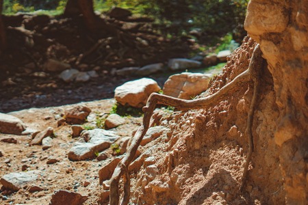 large tree roots and the sun in a green forestの写真素材