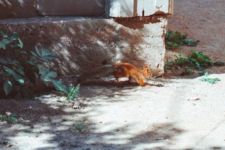 Squirrel runs across the roadの写真素材