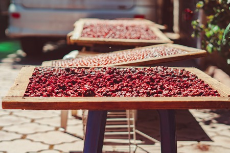 dried red berry dries on protvin in the sunの写真素材