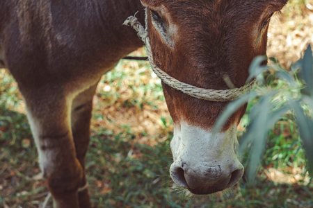 Shy donkey hid in the vineyard and Peeps out of itの写真素材