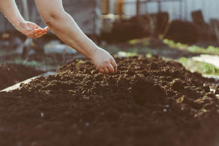 planting seeds in the groundの写真素材