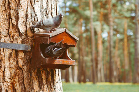 wooden birdhouse hanging on a treeの写真素材