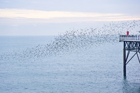 The natural phenomenon which occurs annually in UK of starlings migrating in very tight formationの写真素材