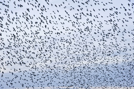 The natural phenomenon which occurs annually in UK of starlings migrating in very tight formationの写真素材