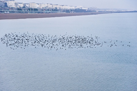The natural phenomenon which occurs annually in UK of starlings migrating in very tight formationの写真素材