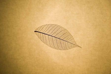 Macro close up of skeleton leaf on grunge paper background with added vignetteの写真素材