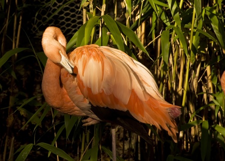 Beautiful portrait of pink flamingo in captivity allowing for excellent close upの写真素材