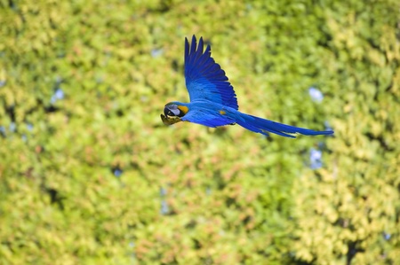 Beautiful image of green winged macaw in full flight with open wings against blurred green tree backgroundの写真素材