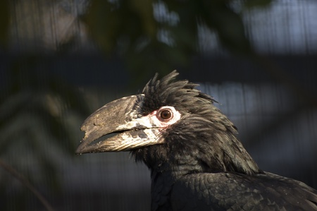 Beautiful profile portrait of trumpeter hornbill in captivity allowing for excellent detailの写真素材