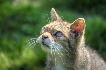 Fantastic close up of Scottish wildcat capturing character and excellent detailの写真素材