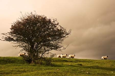 Stunning sunrise over agricultural landscape in England with ramatic stormy skyの写真素材