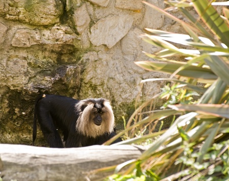 Lion tailed macaque monkey in captivityの写真素材