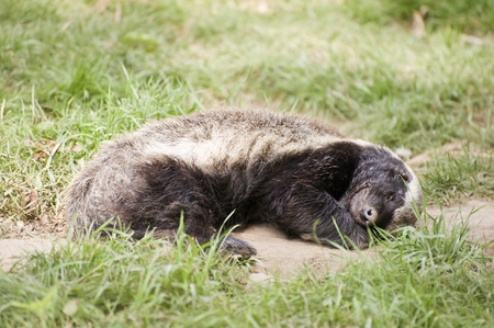 The fearless honey badger taking time outの写真素材