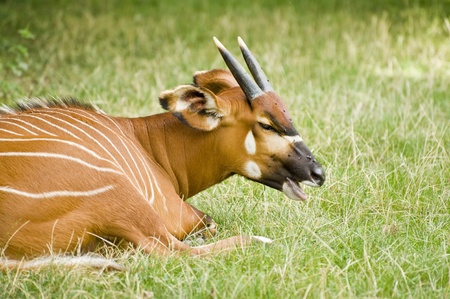 African Bongo Antelope laying in grassの写真素材
