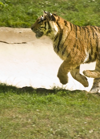Amur Siberian Tiger in captivityの写真素材