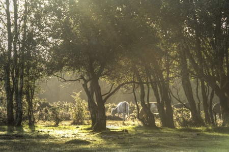 Cows visible through sunny rays and beams in forest at sunriseの写真素材