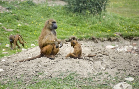 Family troop of Guinea Baboons