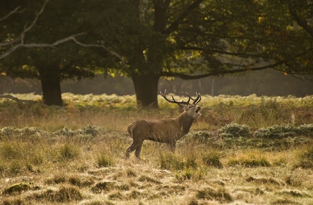 Magnificent red deer stag prowling during rut seasonの写真素材