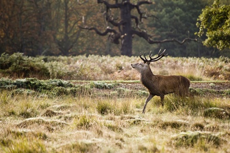 Magnificent red deer stag prowling during rut seasonの写真素材