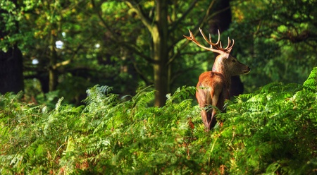 Magnificent red deer stag in sunbathed forestの写真素材