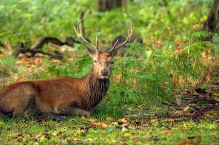 Magnificent red deer stag in sunbathed forestの写真素材