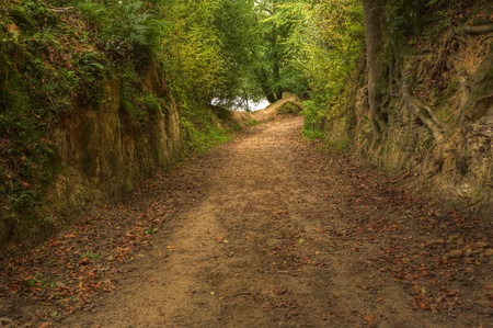 Beautiful vibrant colorful Autumn forest scene with superb detail and golden colors of path leading to lush treesの写真素材
