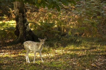 Red deer during rutting season in Autumn Fall, scene in fields and forestsの写真素材