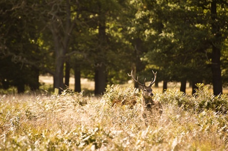 Red deer during rutting season in Autumn Fall, scene in fields and forestsの写真素材