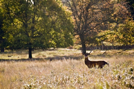 Red deer during rutting season in Autumn Fall, scene in fields and forestsの写真素材