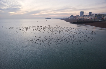 The natural phenomenon which occurs annually in UK of starlings migrating in very tight formationの写真素材