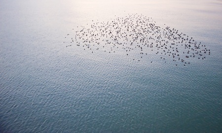 The natural phenomenon which occurs annually in UK of starlings migrating in very tight formationの写真素材