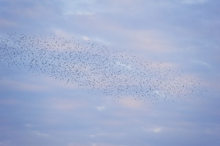 The natural phenomenon which occurs annually in UK of starlings migrating in very tight formationの写真素材