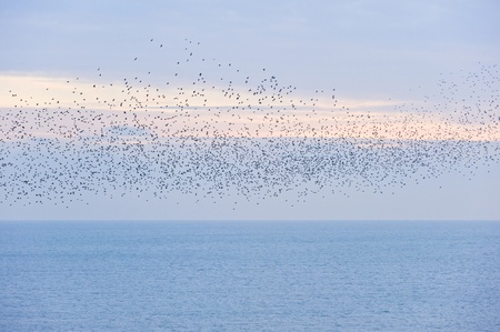 The natural phenomenon which occurs annually in UK of starlings migrating in very tight formationの写真素材