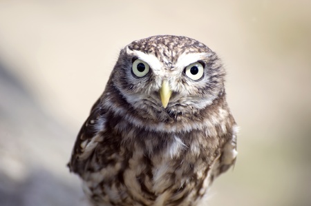 Close up full frontal of little owl with neutral backgroundの写真素材