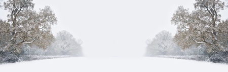 Beautiful winter forest snow scene with deep virgin snow and tree line fading into distance with plenty of copy space for your textの写真素材